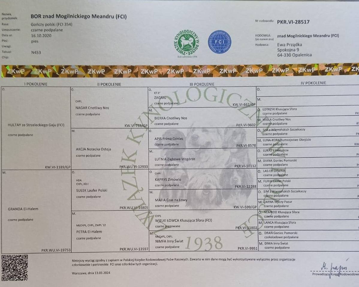 Reproduktor rasy GOŃCZY POLSKI tropiciel zaprasza suczki - 4