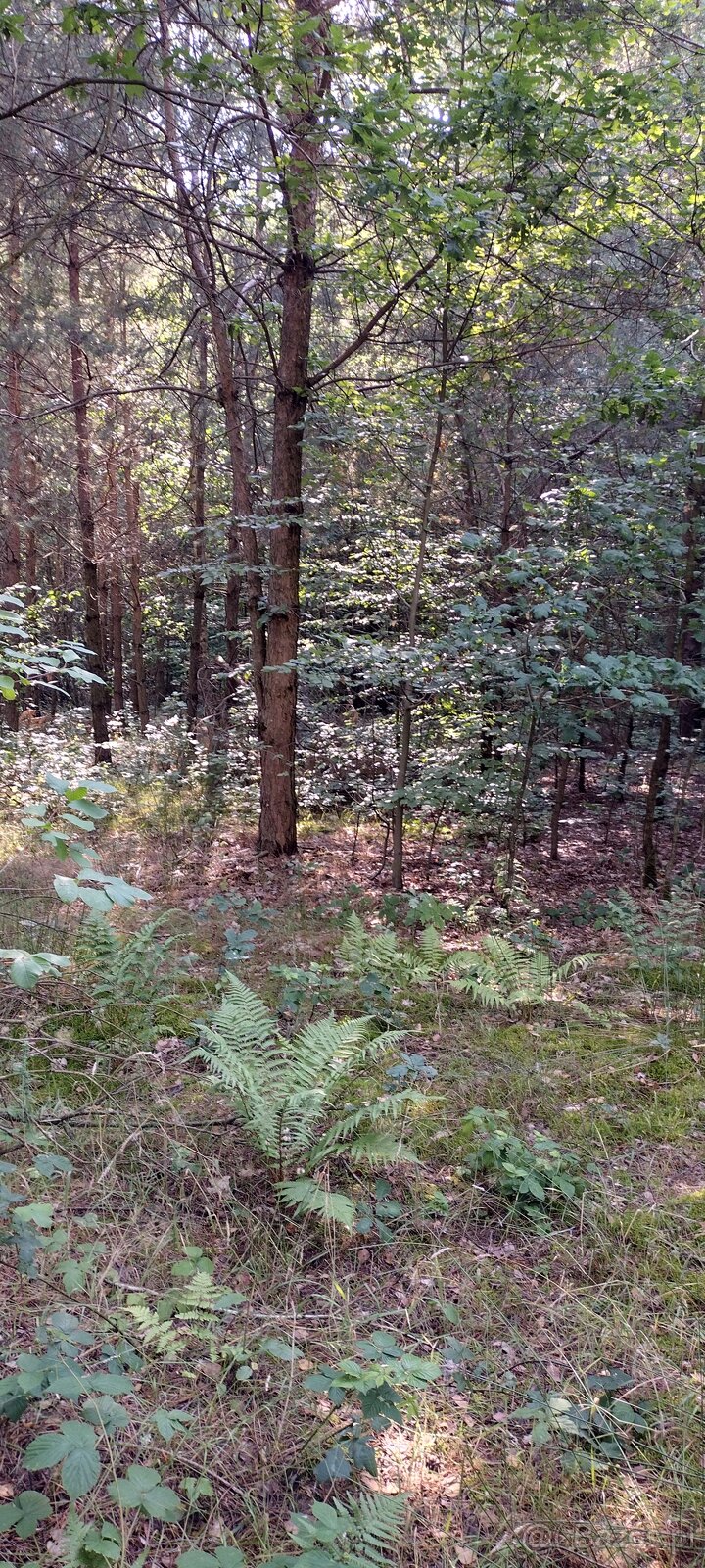 Działka leśna - 4