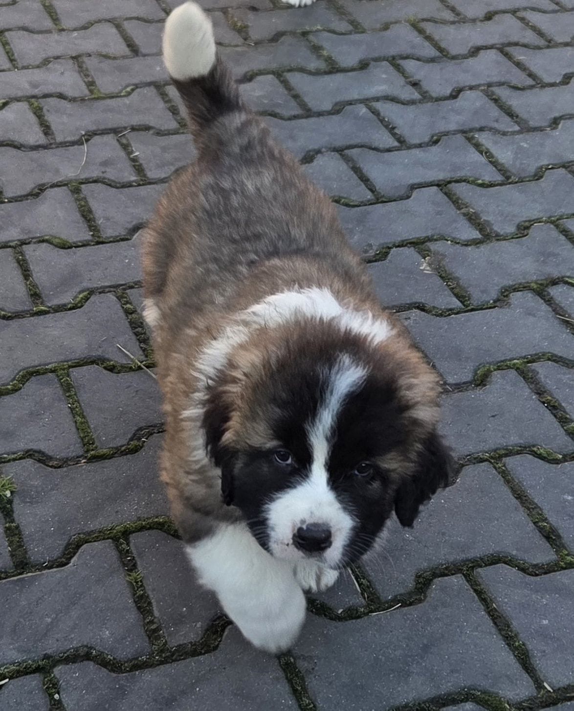 Moskiewski Pies Strozujacy - 4