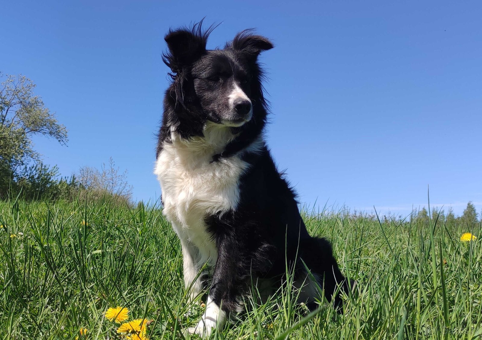 Przepiękna suczka BORDER COLLIE - dokumenty hod, badania rod - 4