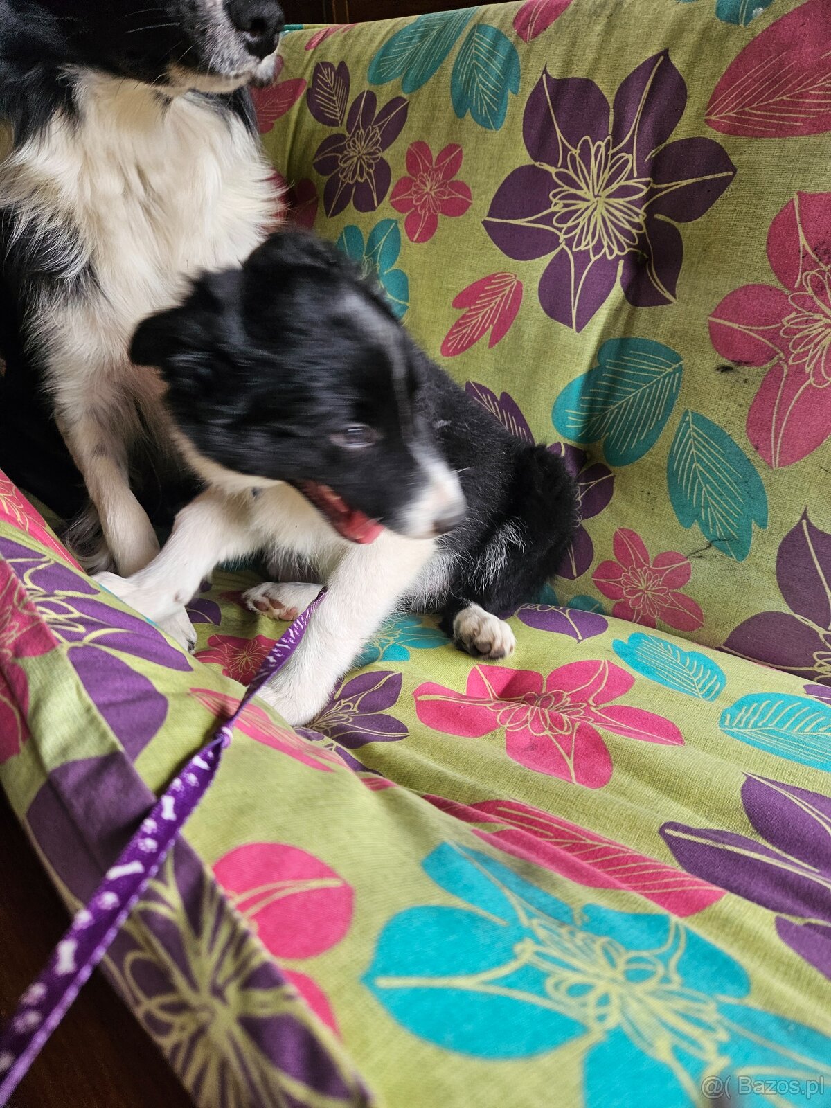 Border Collie - 4