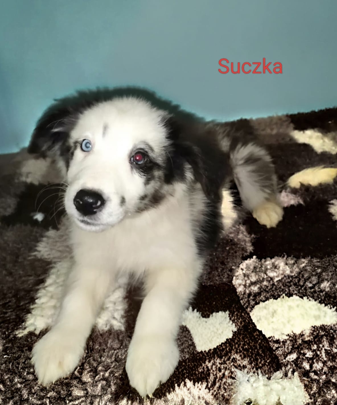 Border collie-suczki, szczenię, rodowód - 4