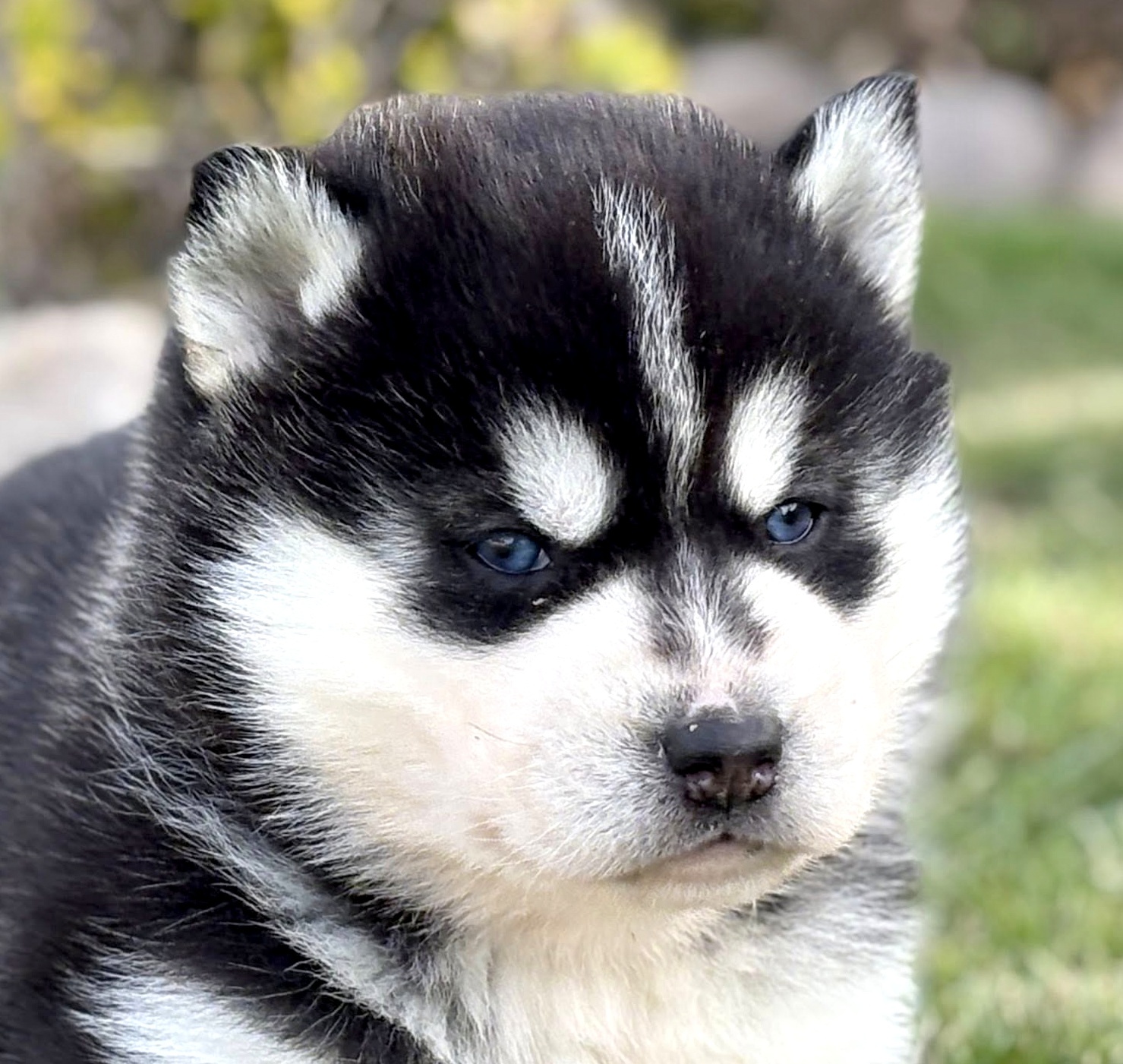 Siberian Husky ZKwP, suczka husky niebieskooka FCI - 4