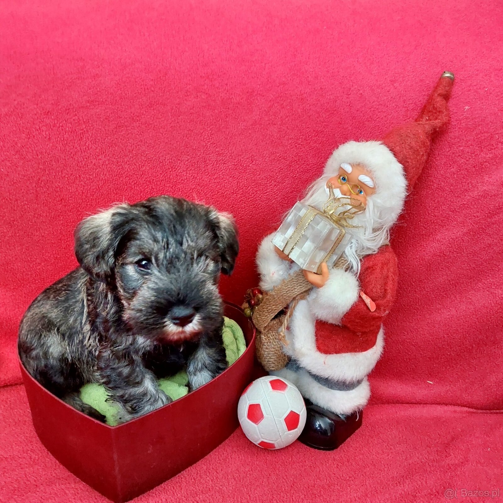 Schnauzer miniaturny p+s - 4