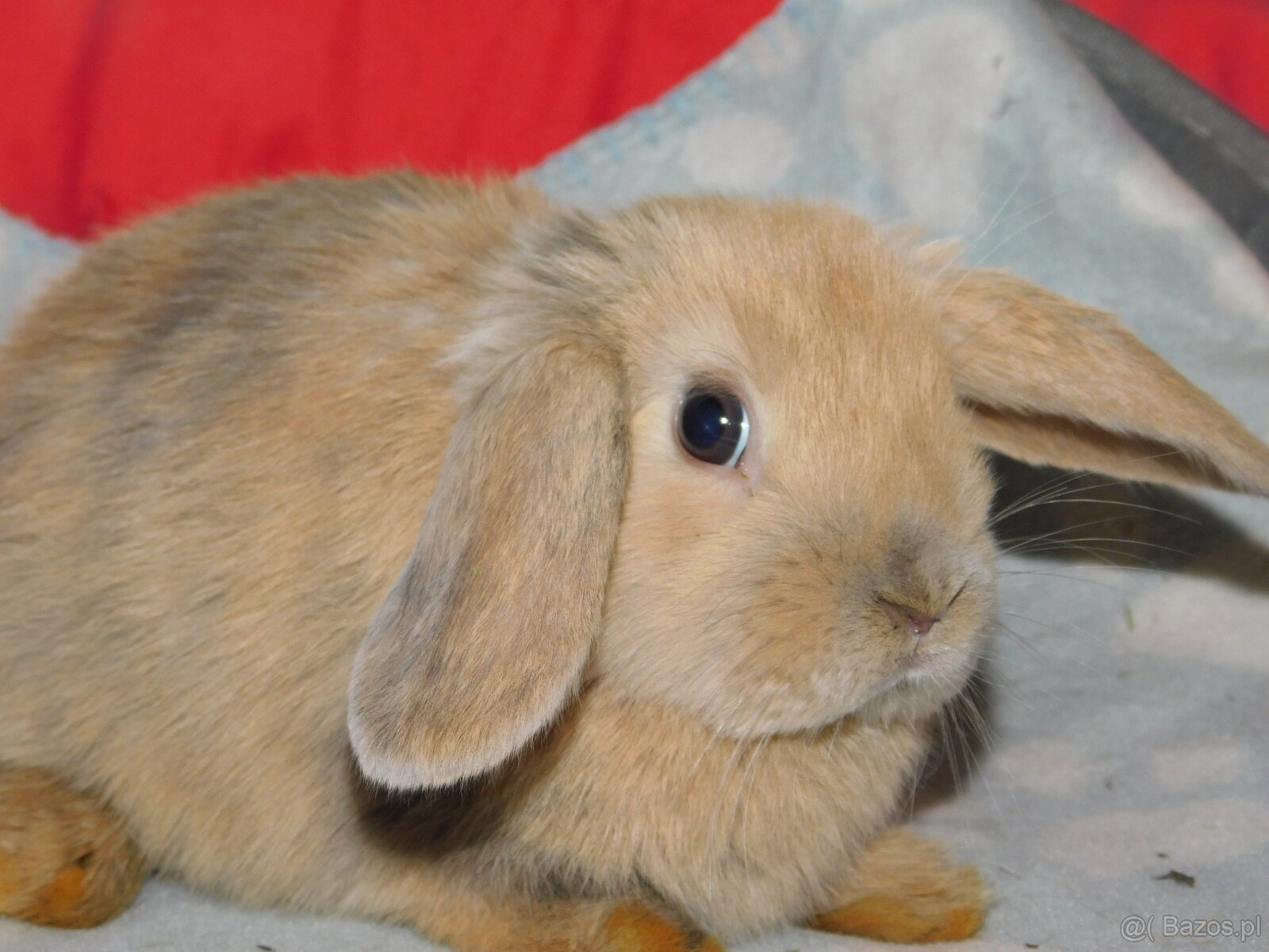 Cudne baranki mini lop - 4