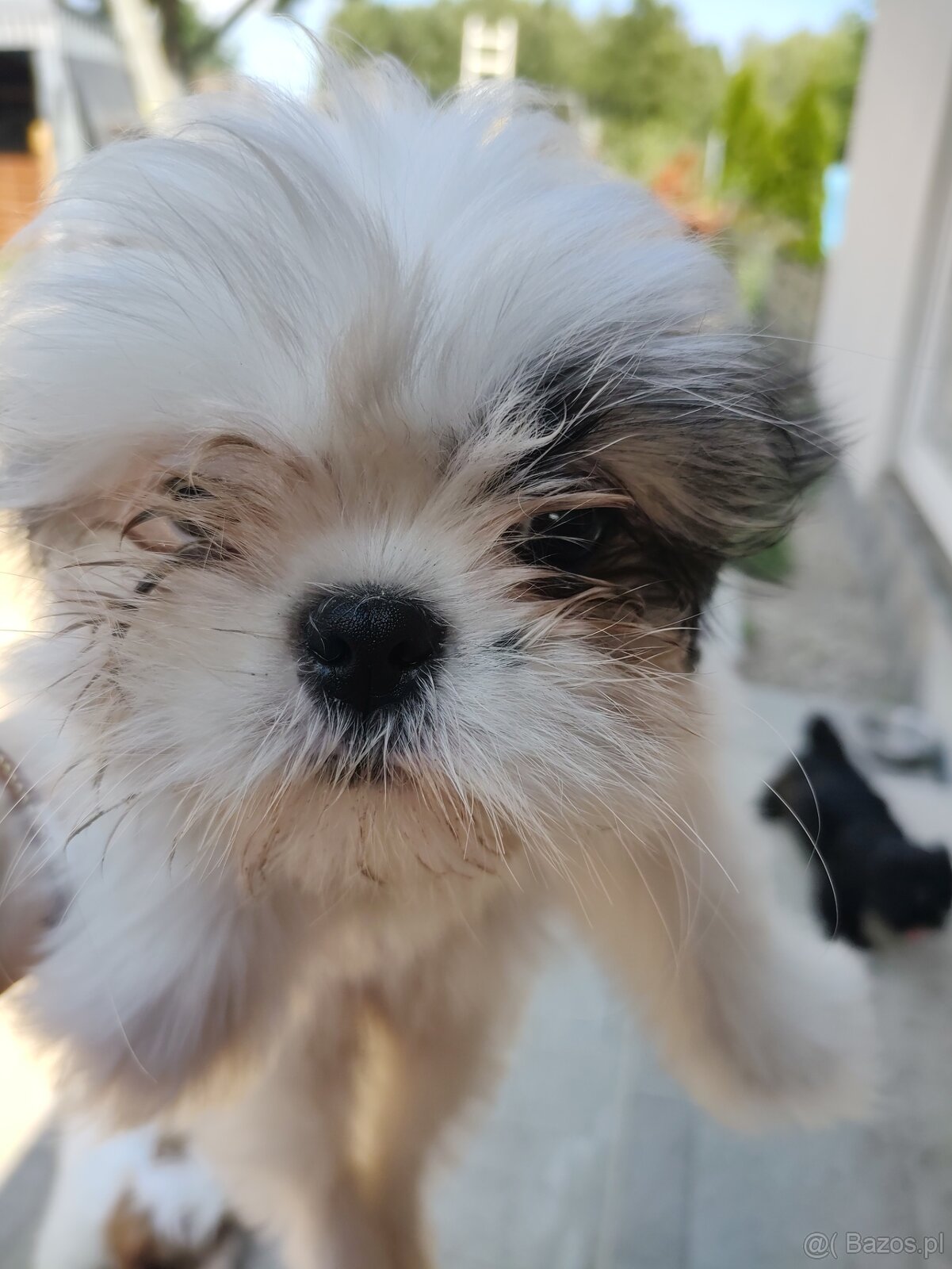 Suczka mieszaniec pekinczyk -shih tzu - 4