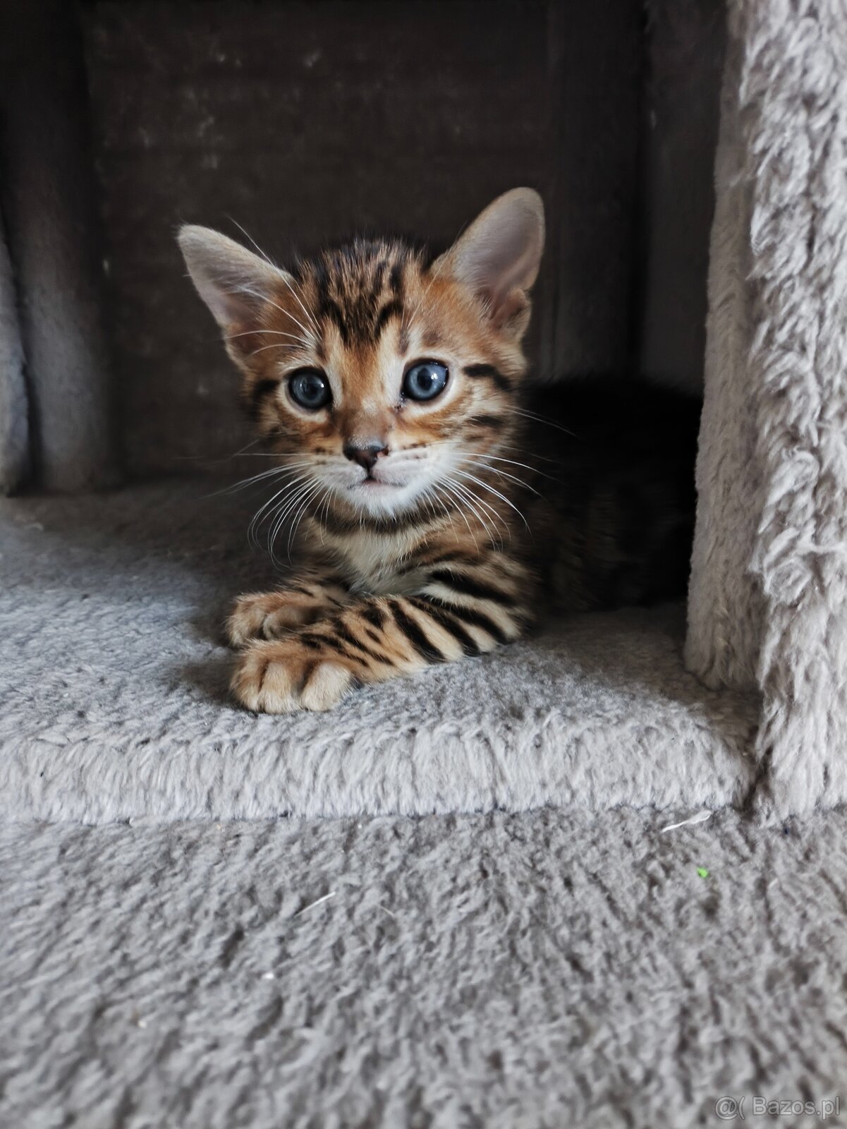 Kocięta bengalskie - 4