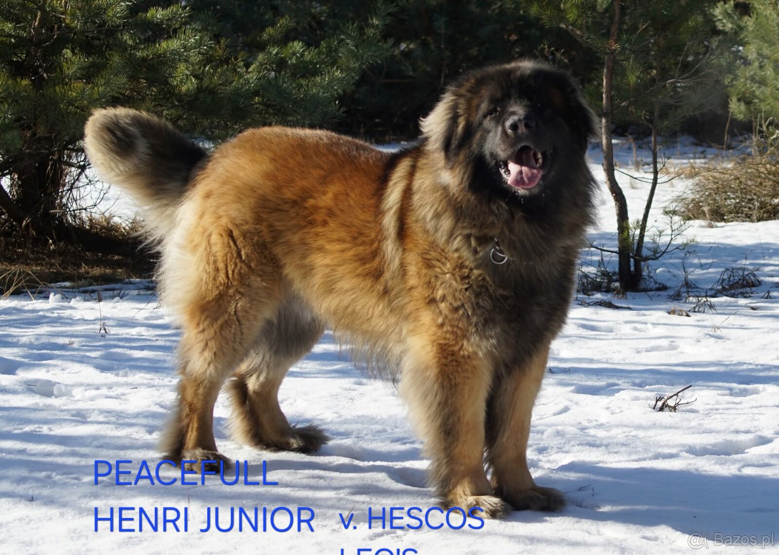 Leonberger suczka FCI po Championach - 4