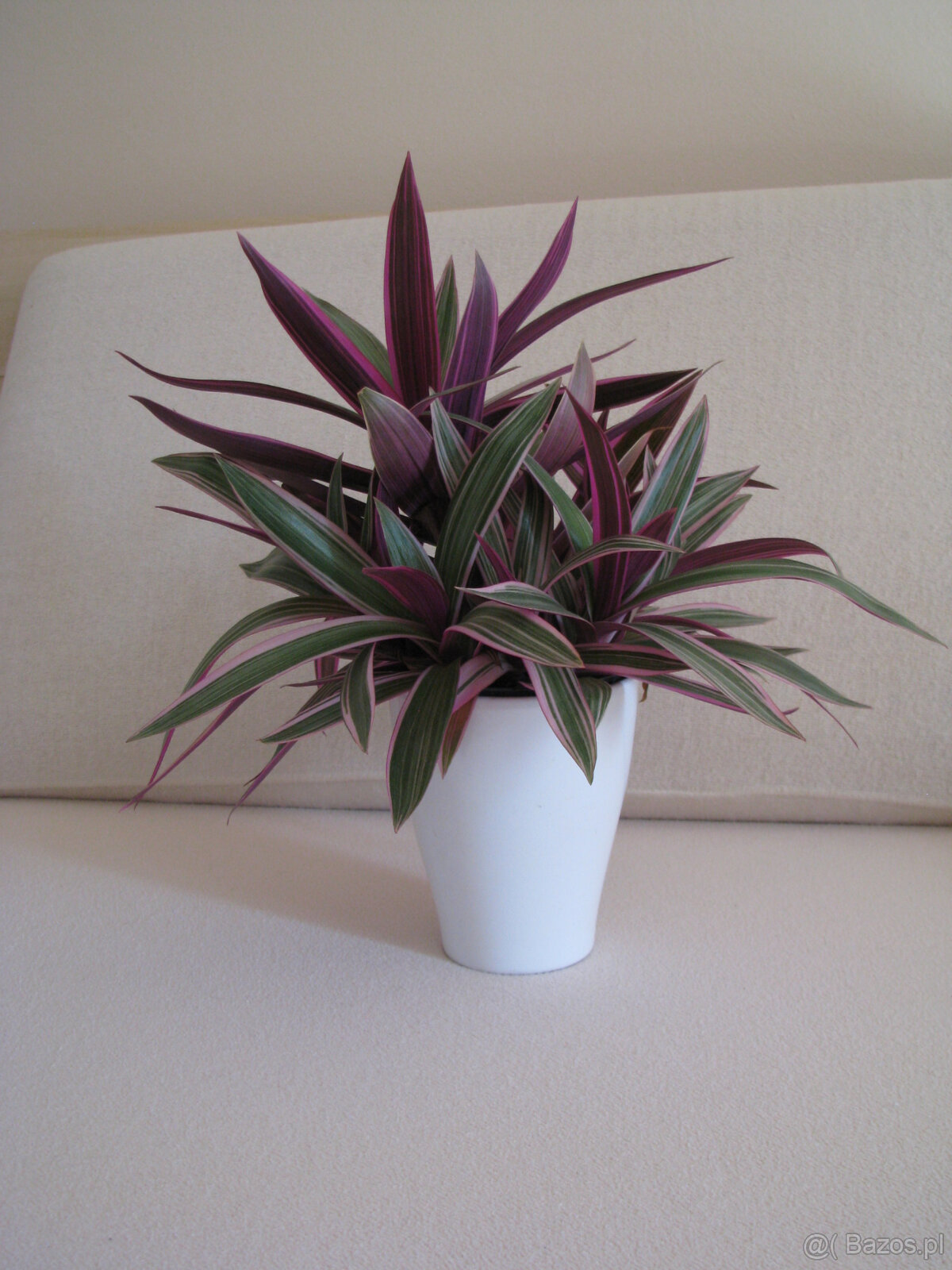 Reo meksykańskie trzykrotka tradeskancja piękna wielokolorow - 4