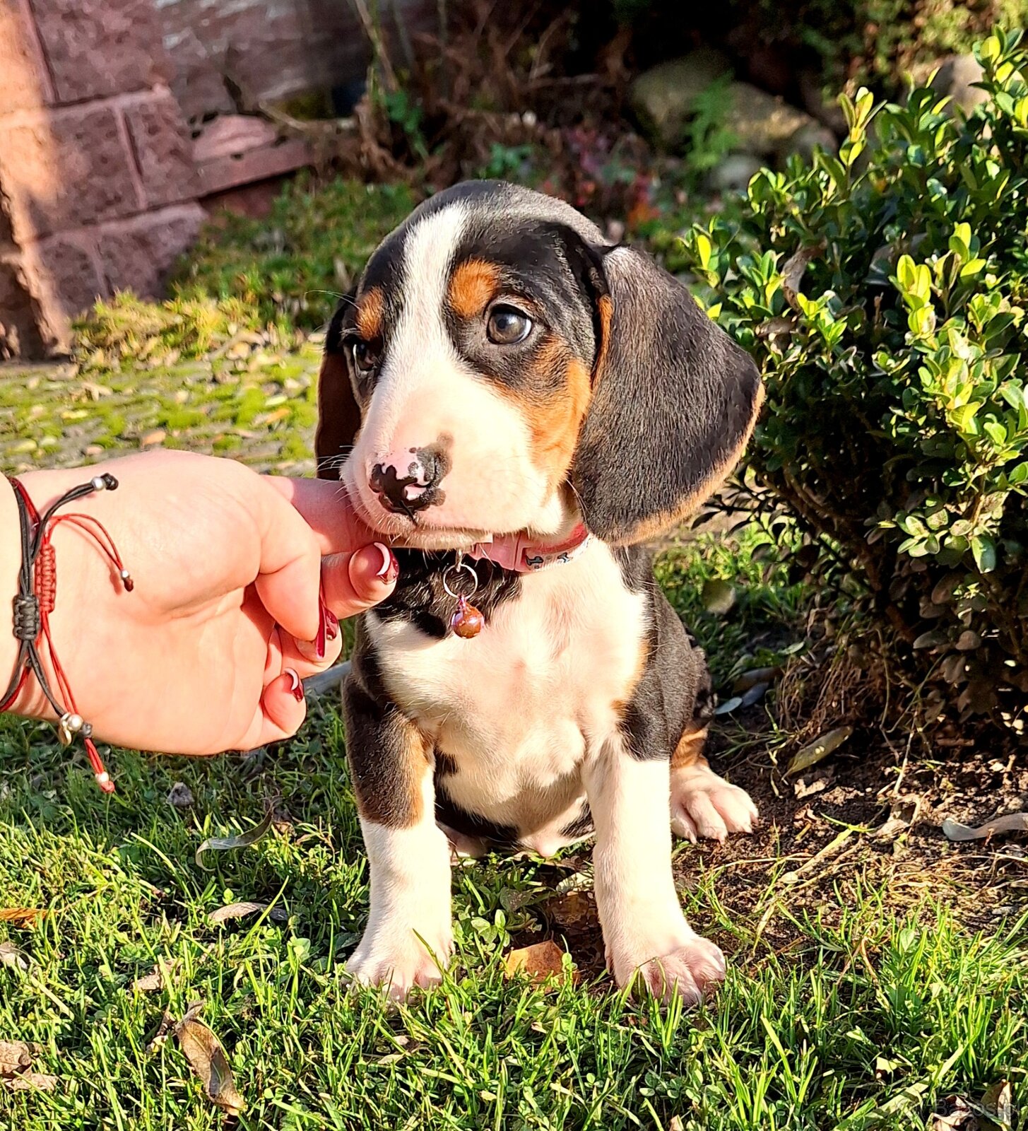 Gończy Serbski trzykolorowy - 4