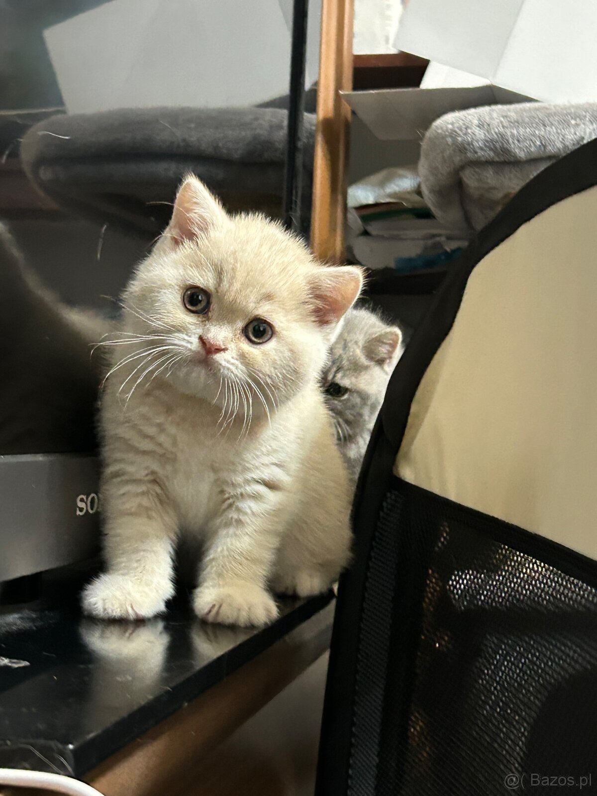 Brytyjskie kocięta z rodowode - 4