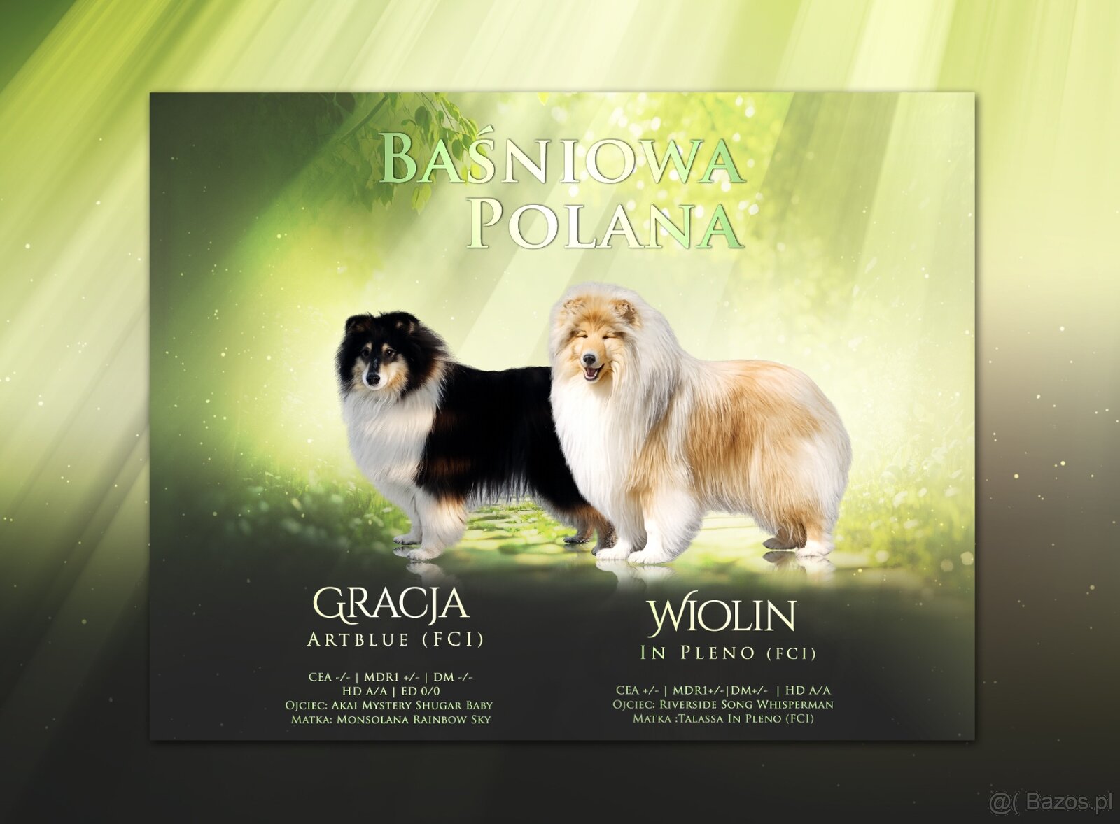 Owczarek szkocki collie długowłosy - 4