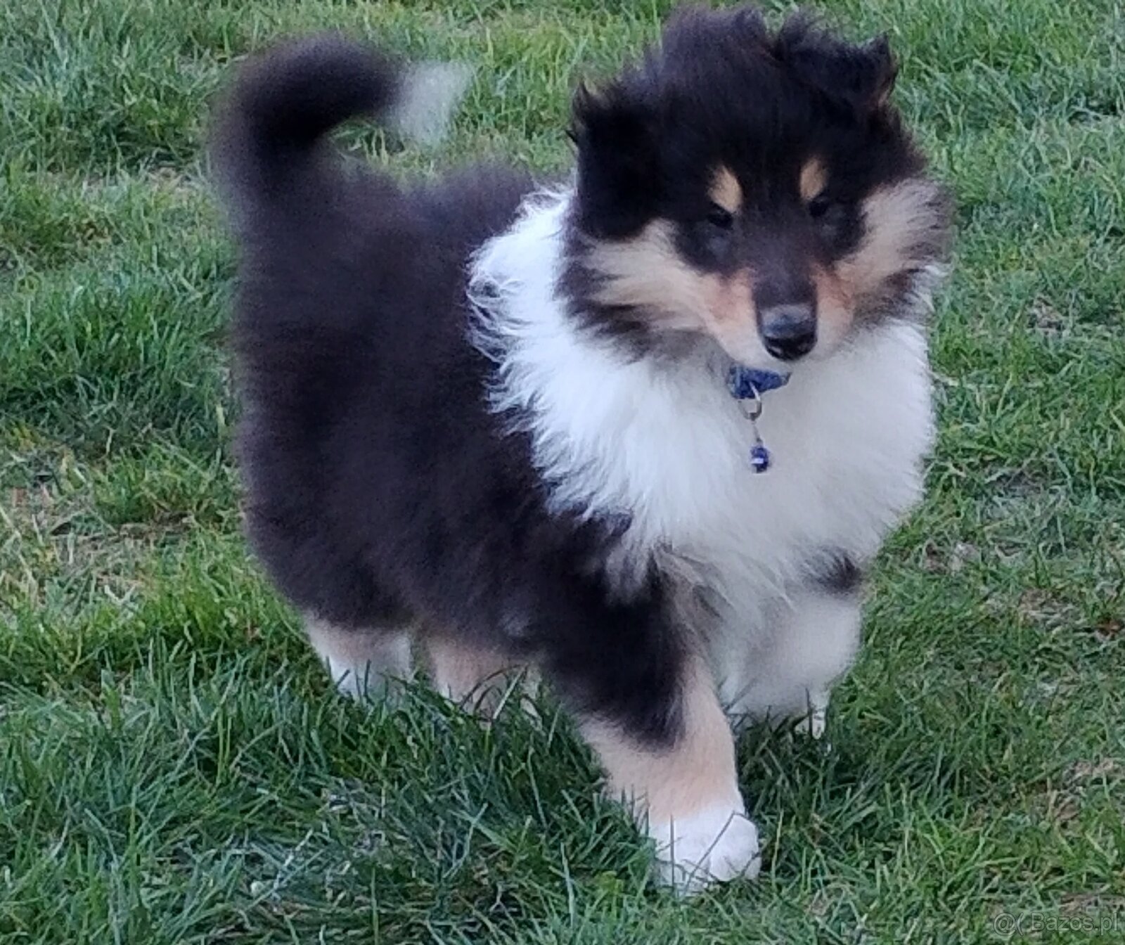 Owczarek szkocki collie długowłosy - 4