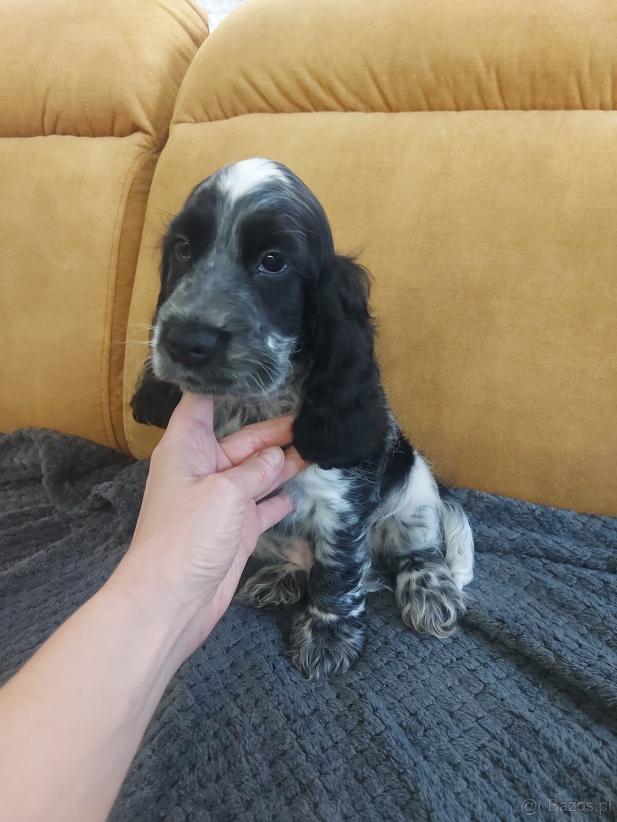 Cocker spaniel angielski - 4