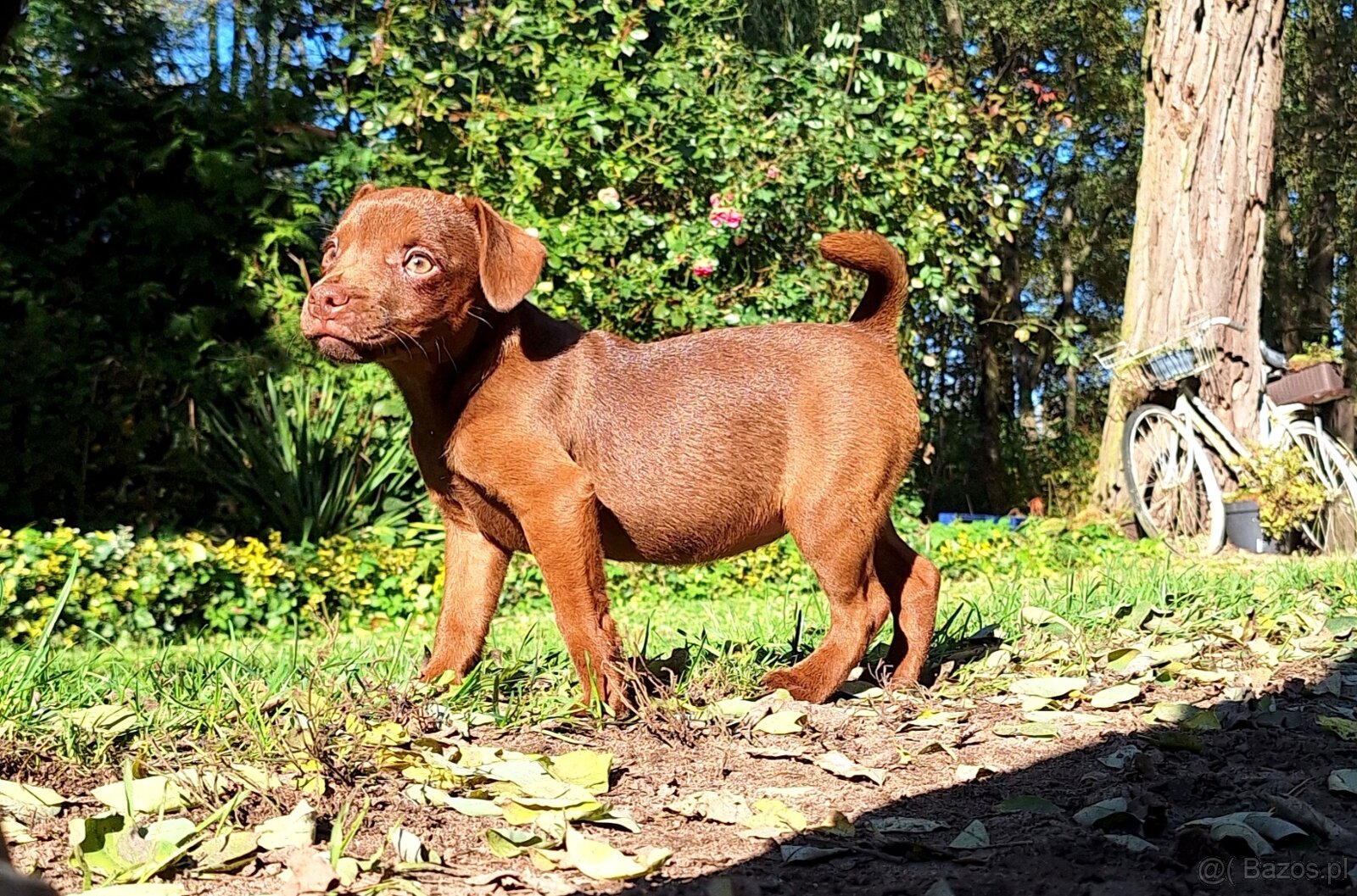 Szczeniaki Patterdale Terrier Terier ZKwP FCI - 4