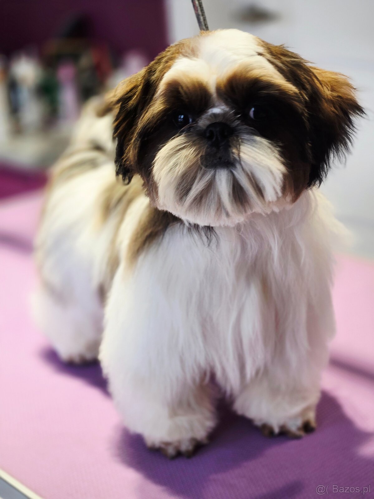 Shih tzu z rodowodem ZKwP FCI samiec Paszport - 4