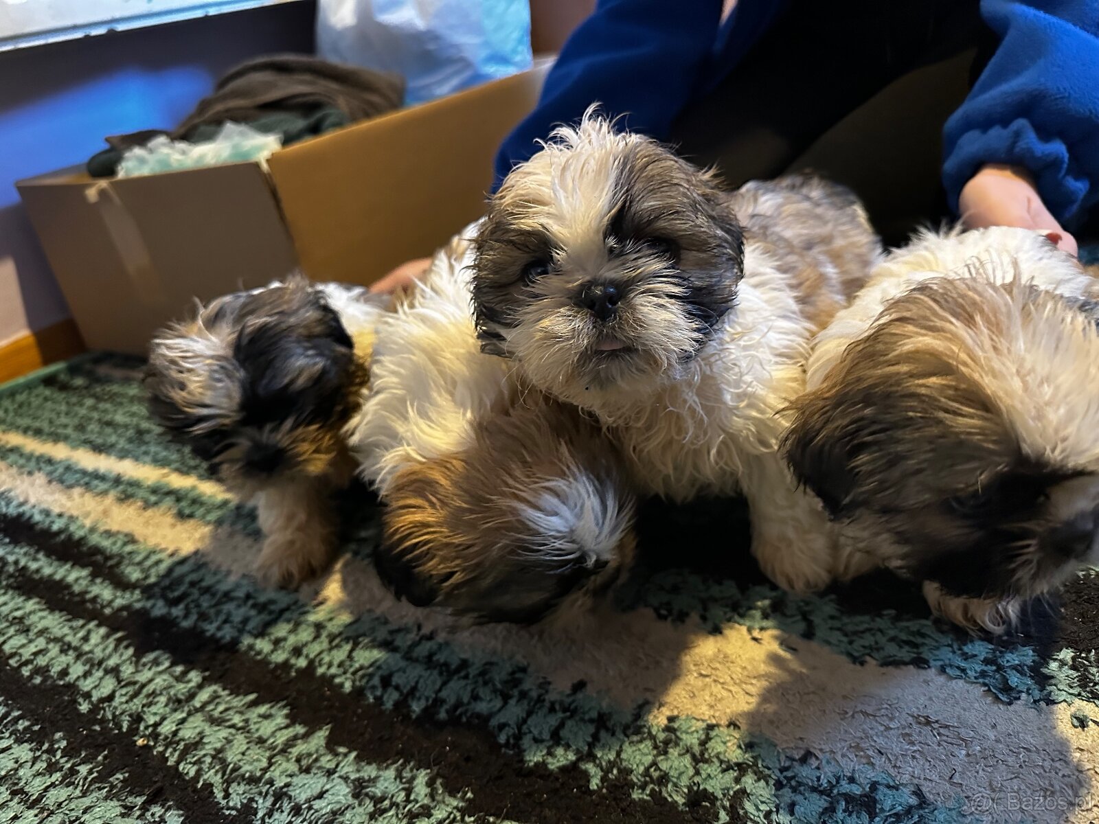 Szczeniaki Shih tzu szukają nowego domu - 4