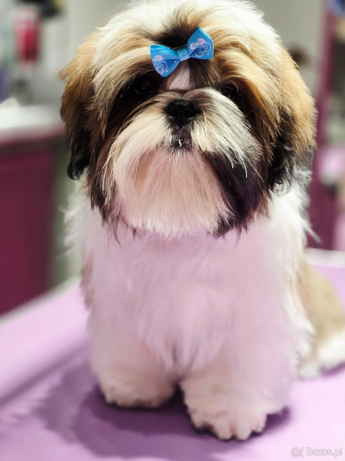 Shih tzu z rodowodem ZKwP FCI szczeniak paszport - 4
