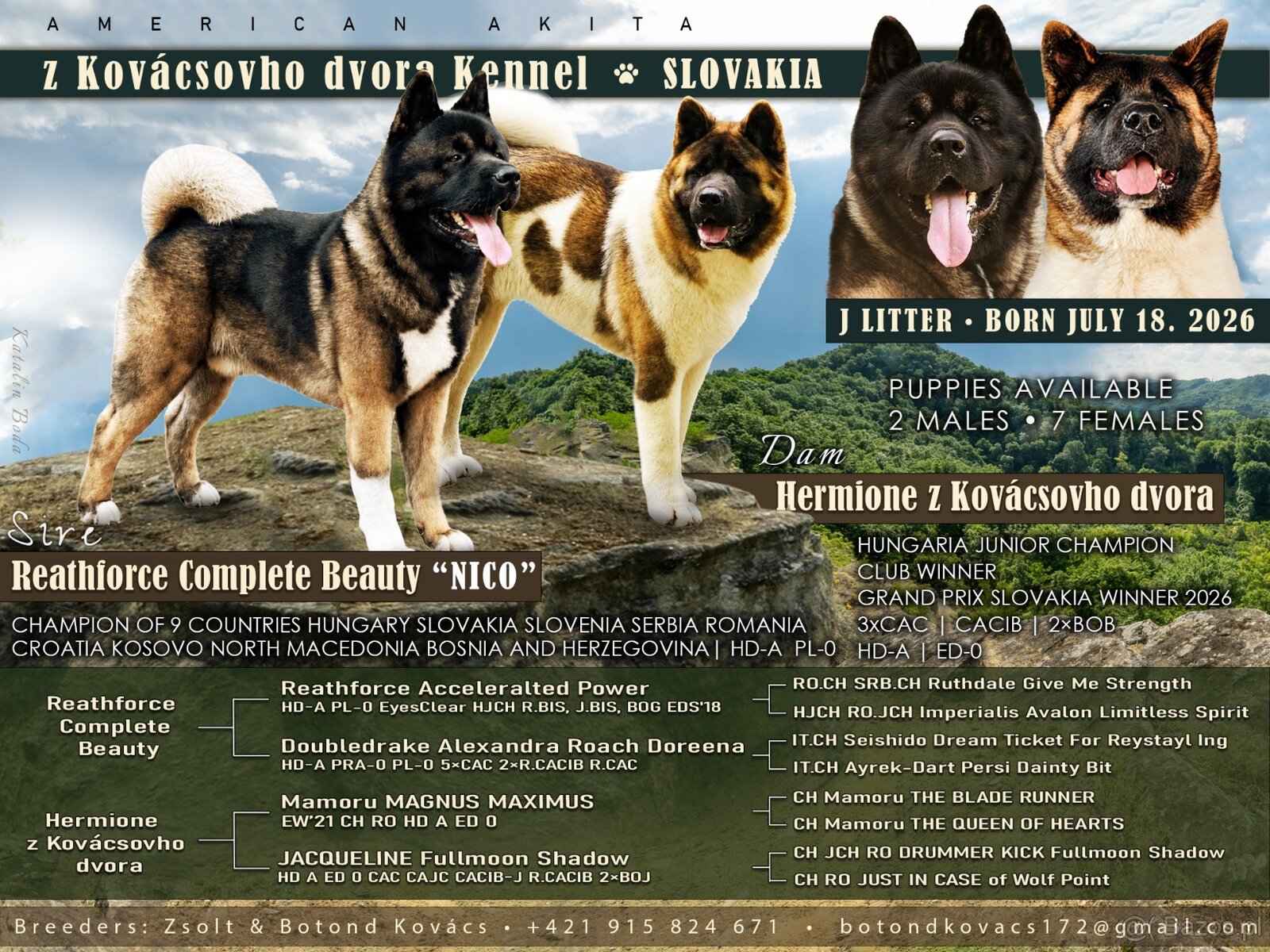 American akita - 4