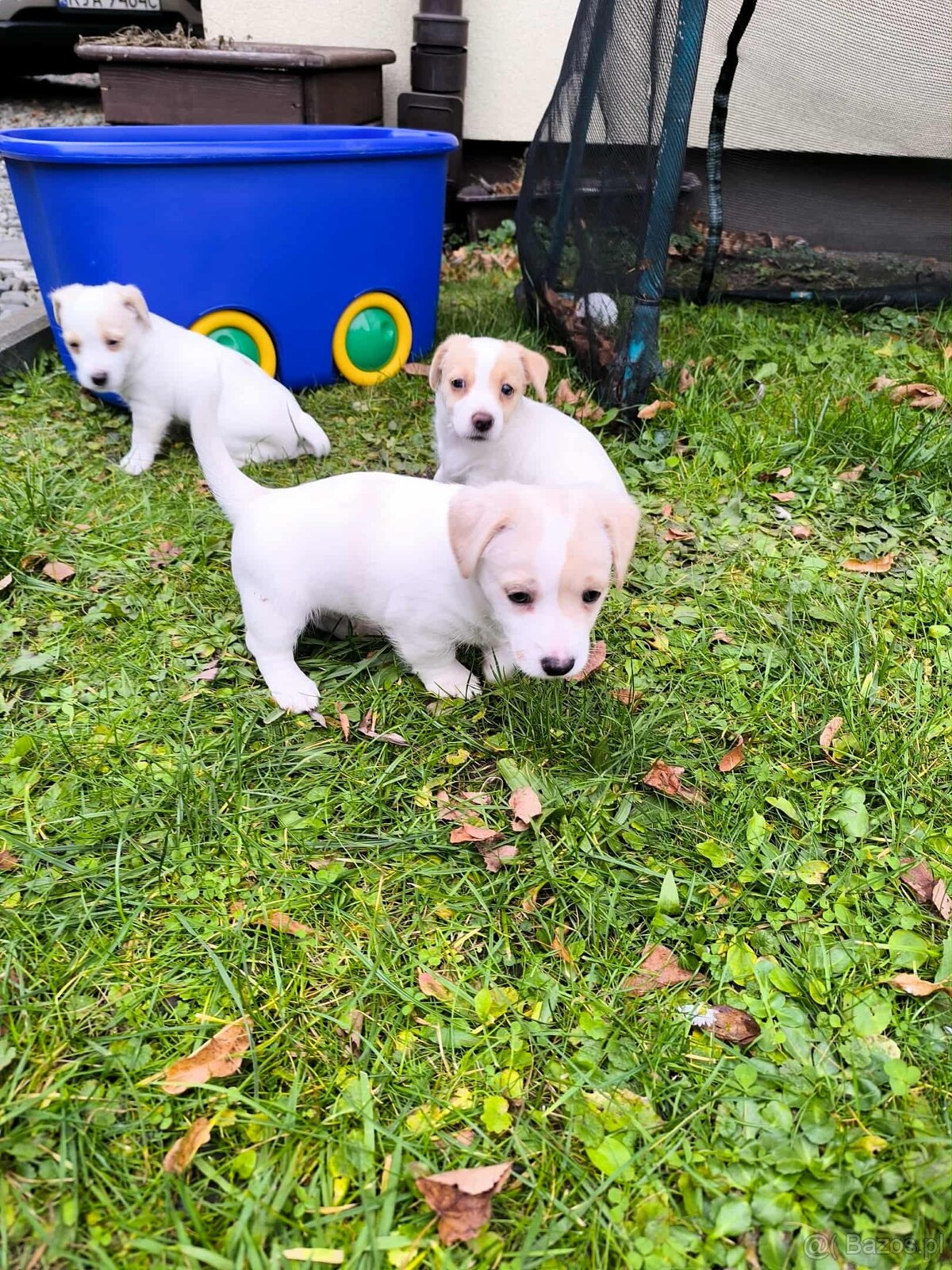 Jack Russell Terrier - 4