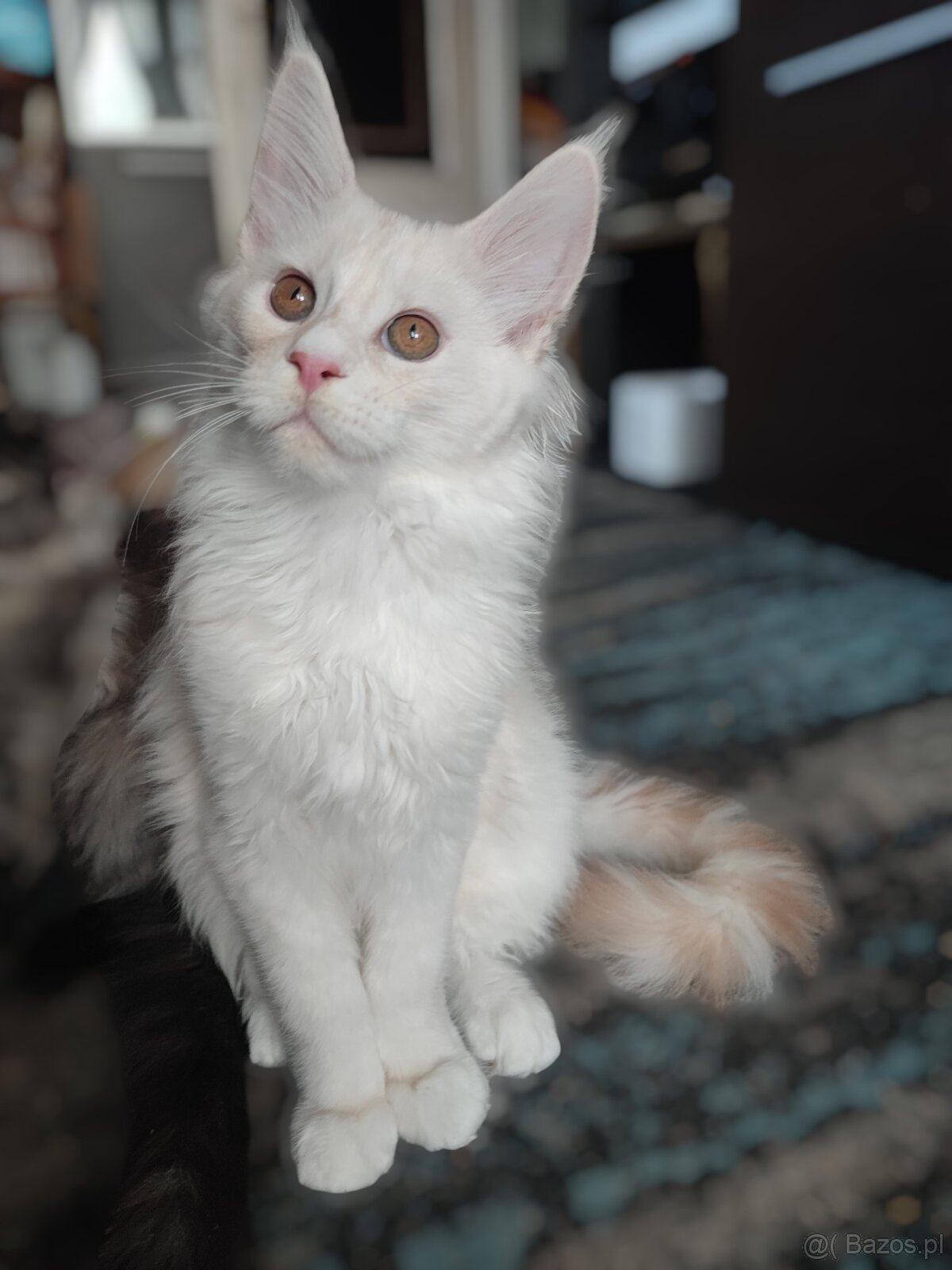 Maine Coon Kocięta z Rodowodem Fpl - 4