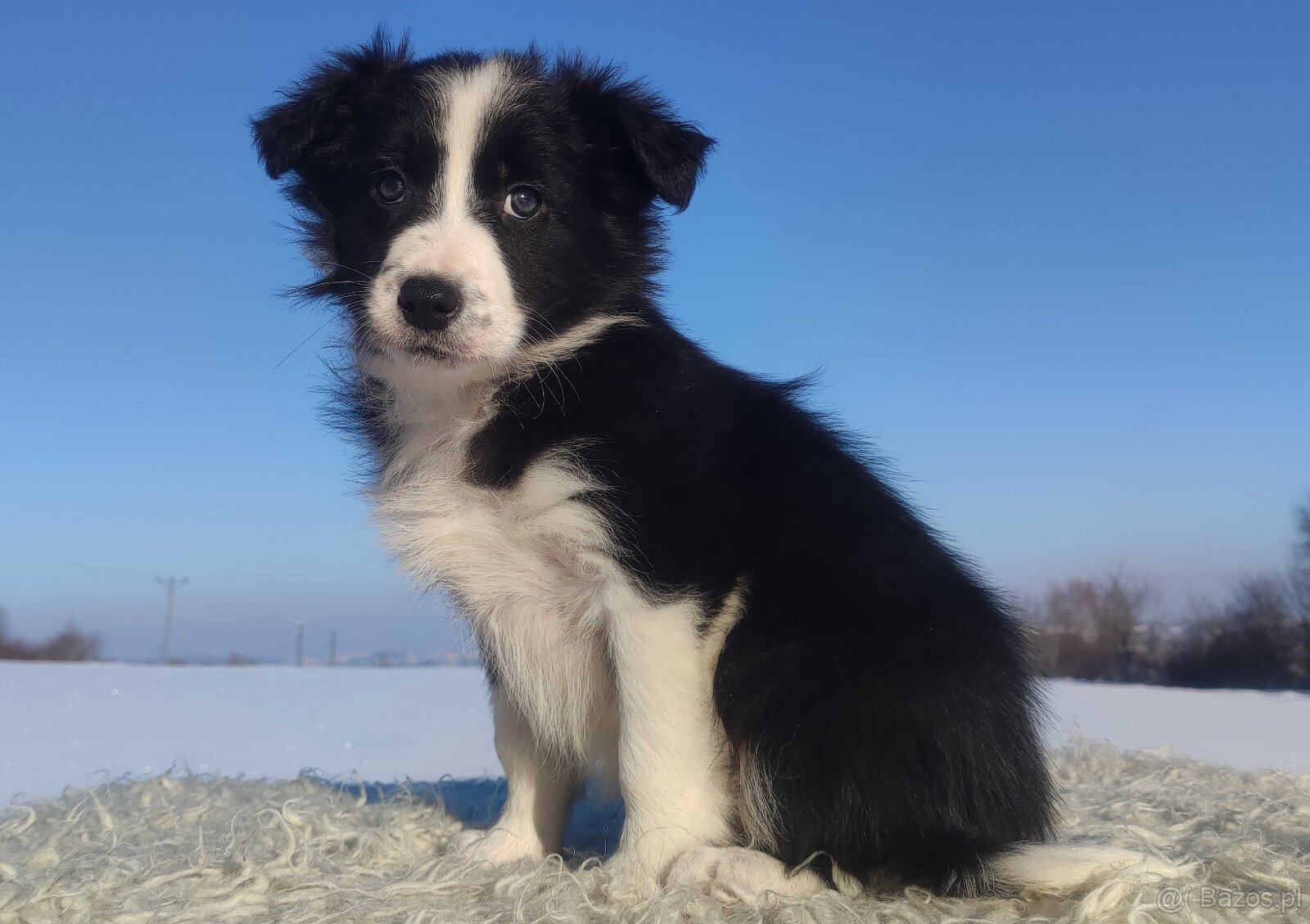Szczeniak BORDER COLLIE z prof. Hodowli, Pies z pełną dok. - 4