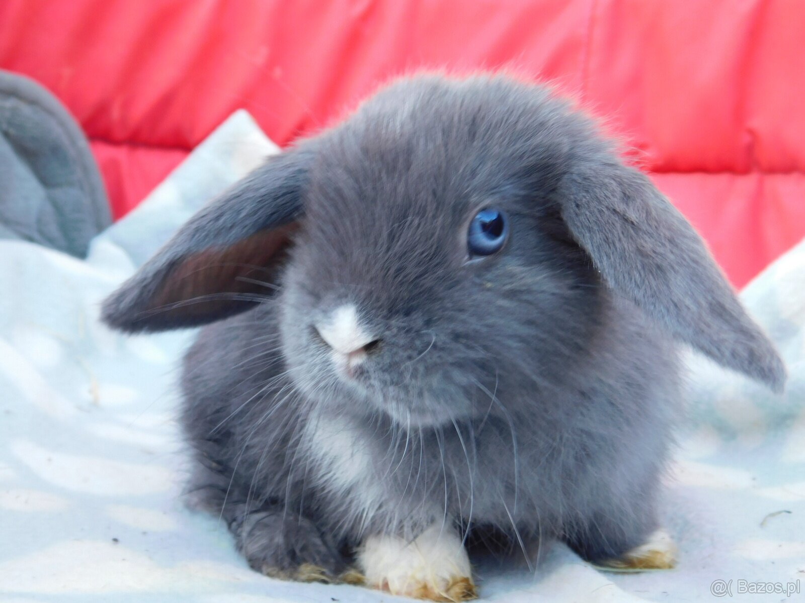 Baranki mini lop - 4