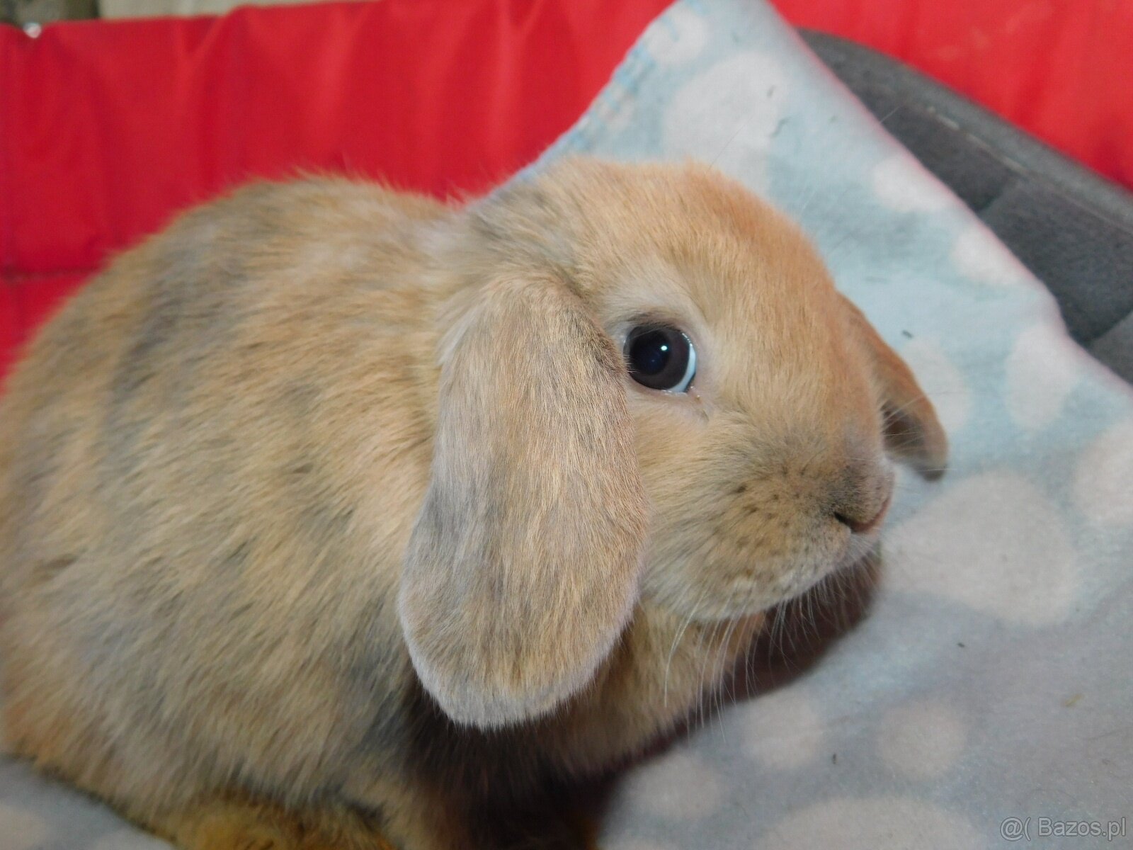 Baranki mini lop - 4