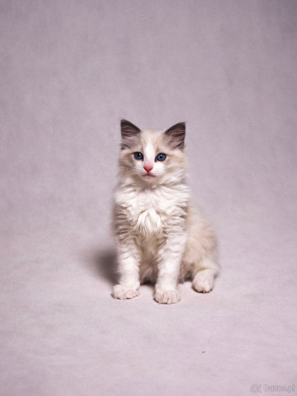RAGDOLL kocurek blue bicolor - 4