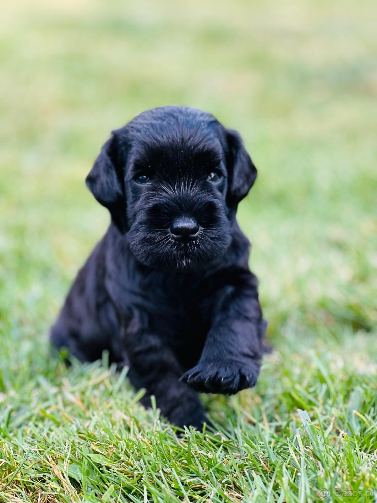 Sznaucer miniaturowy - 4