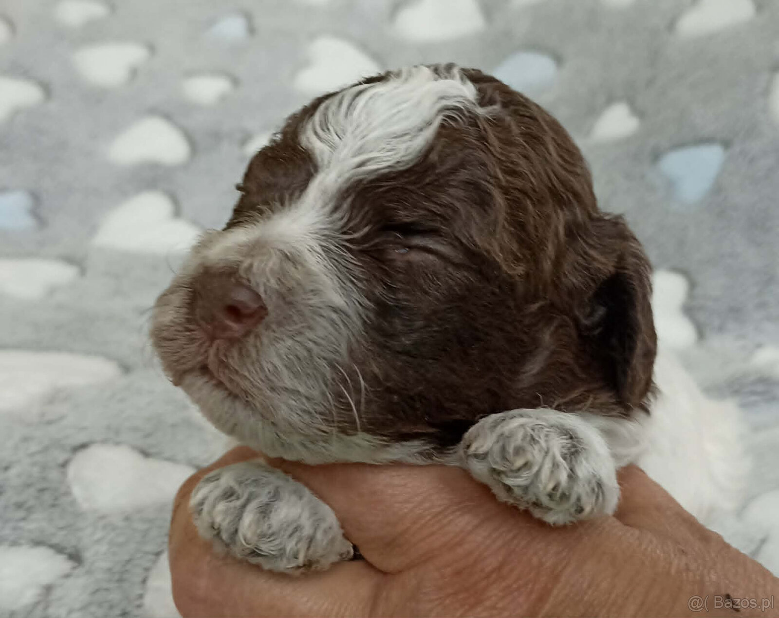 Lagotto Romagnolo, piękne szczenięta ZKwP/FCI - 4