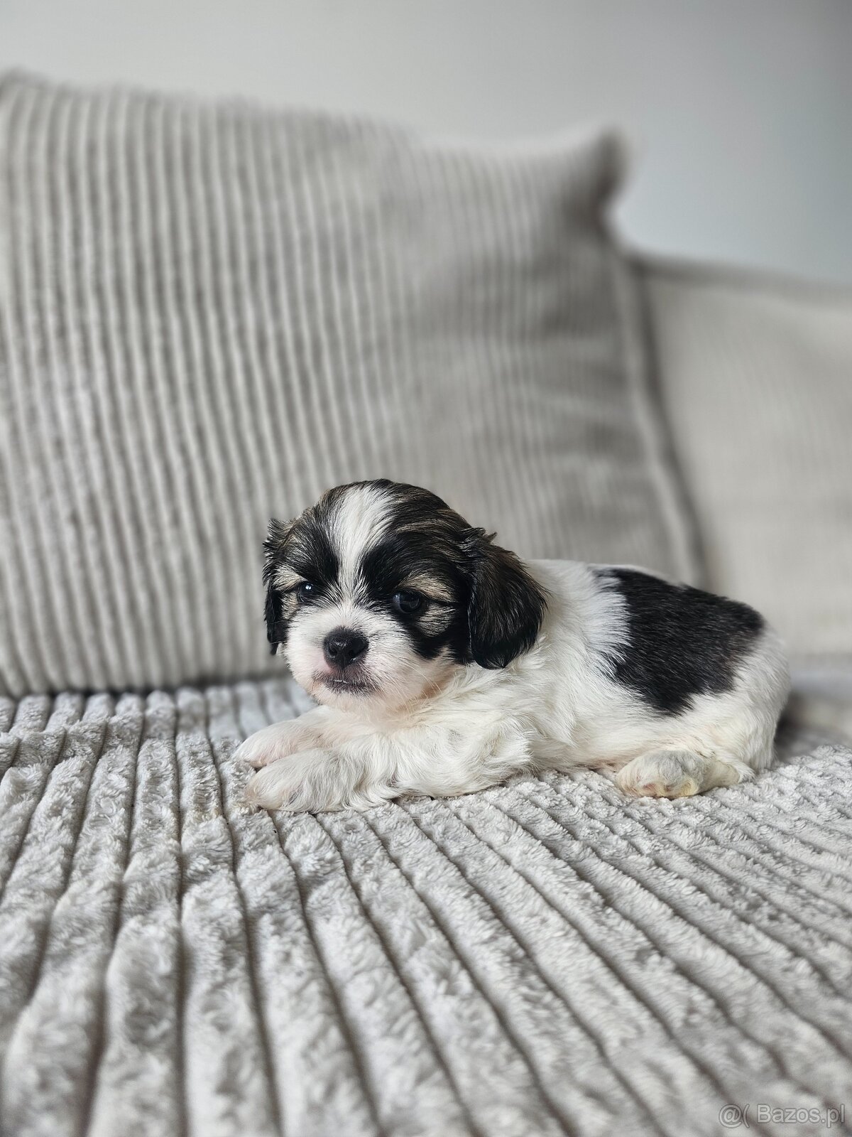 Shih Tzu - 5 szczeniaków do adopcji - 4