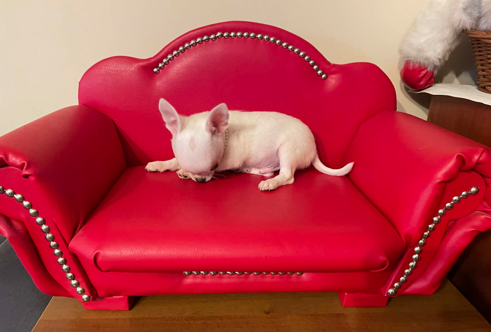 Chihuahua śliczny biały piesek - 4