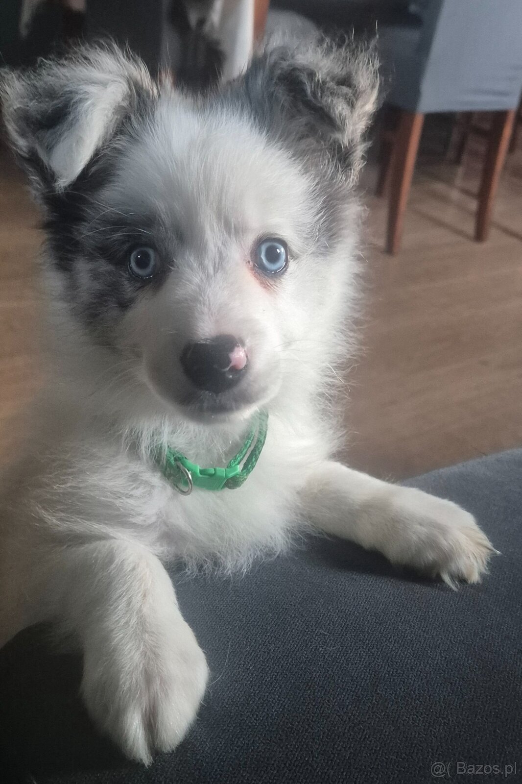 Border collie ZKwP - 4