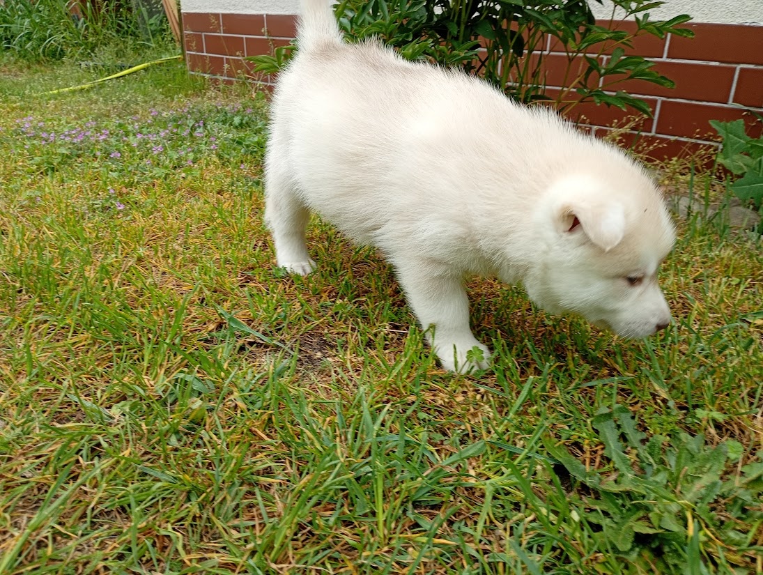 Siberian husky - 4