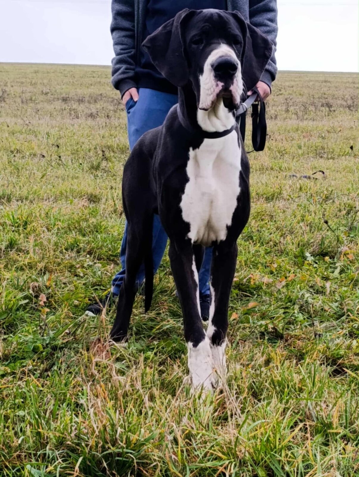 Dog niemiecki z rodowodem - 4