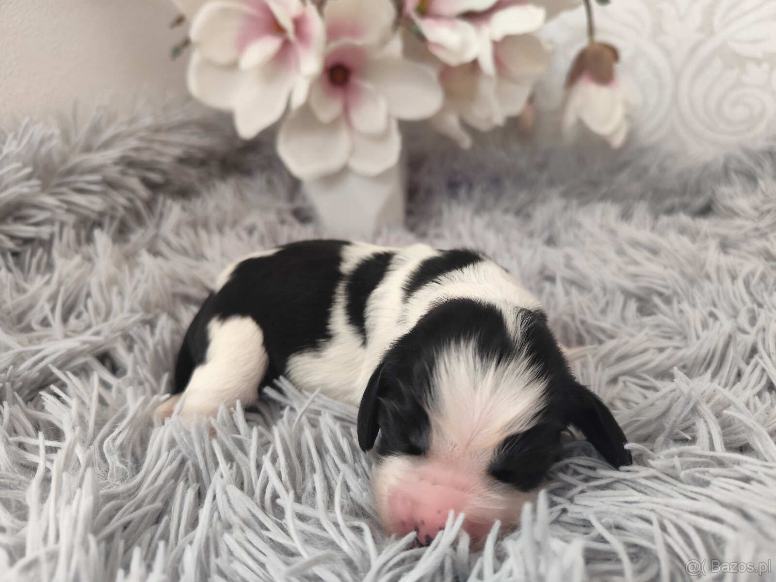 Springer spaniel angielski FCI - 4