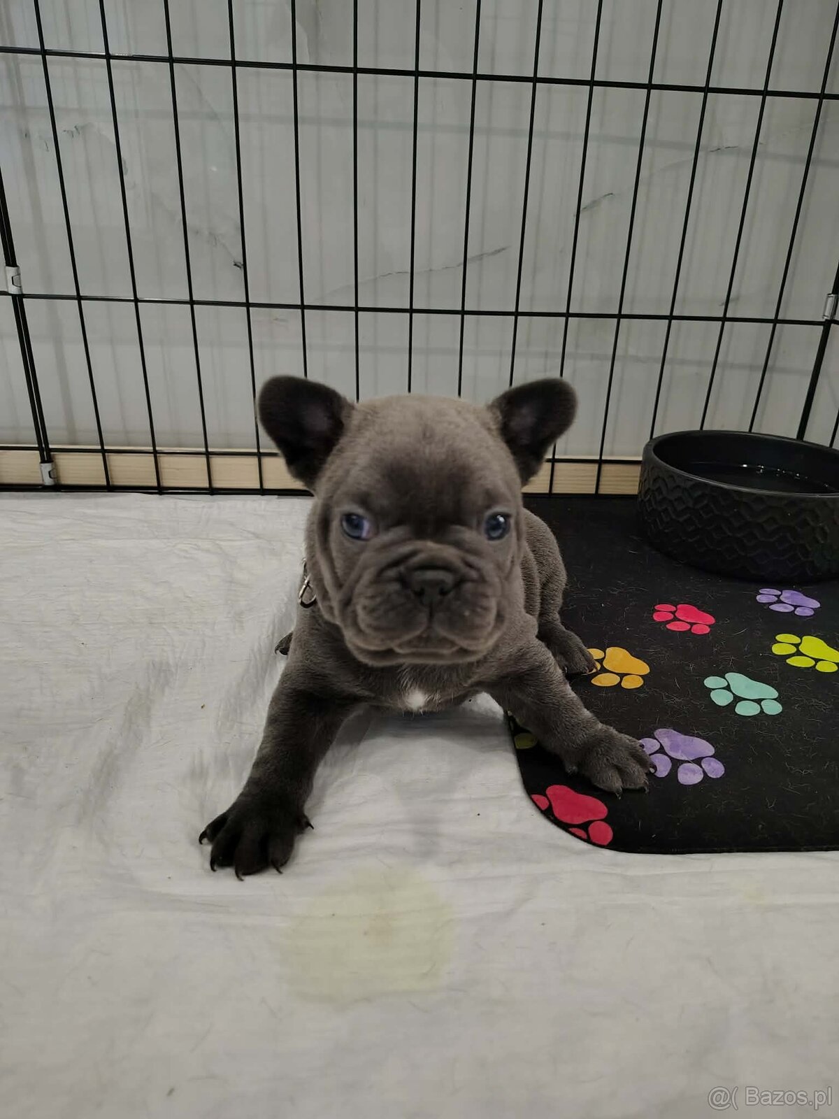 Buldog francuski - 4