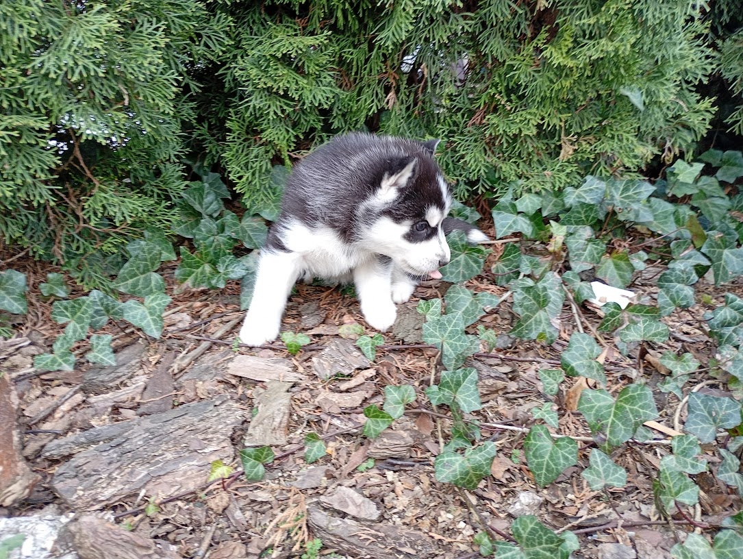 Siberian husky girl - 4