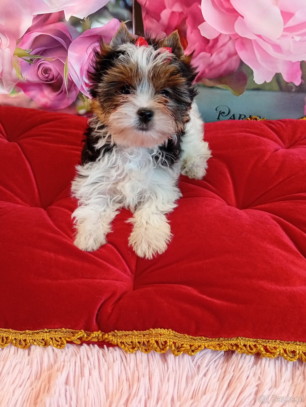 Mini suczka Biewer Yorkshire terrier FCI. - 4