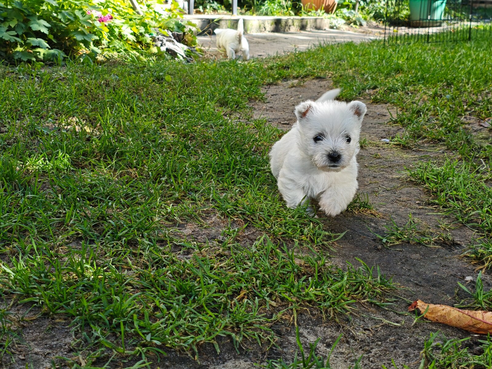 Szczenięta West Highland White Terrier - 4