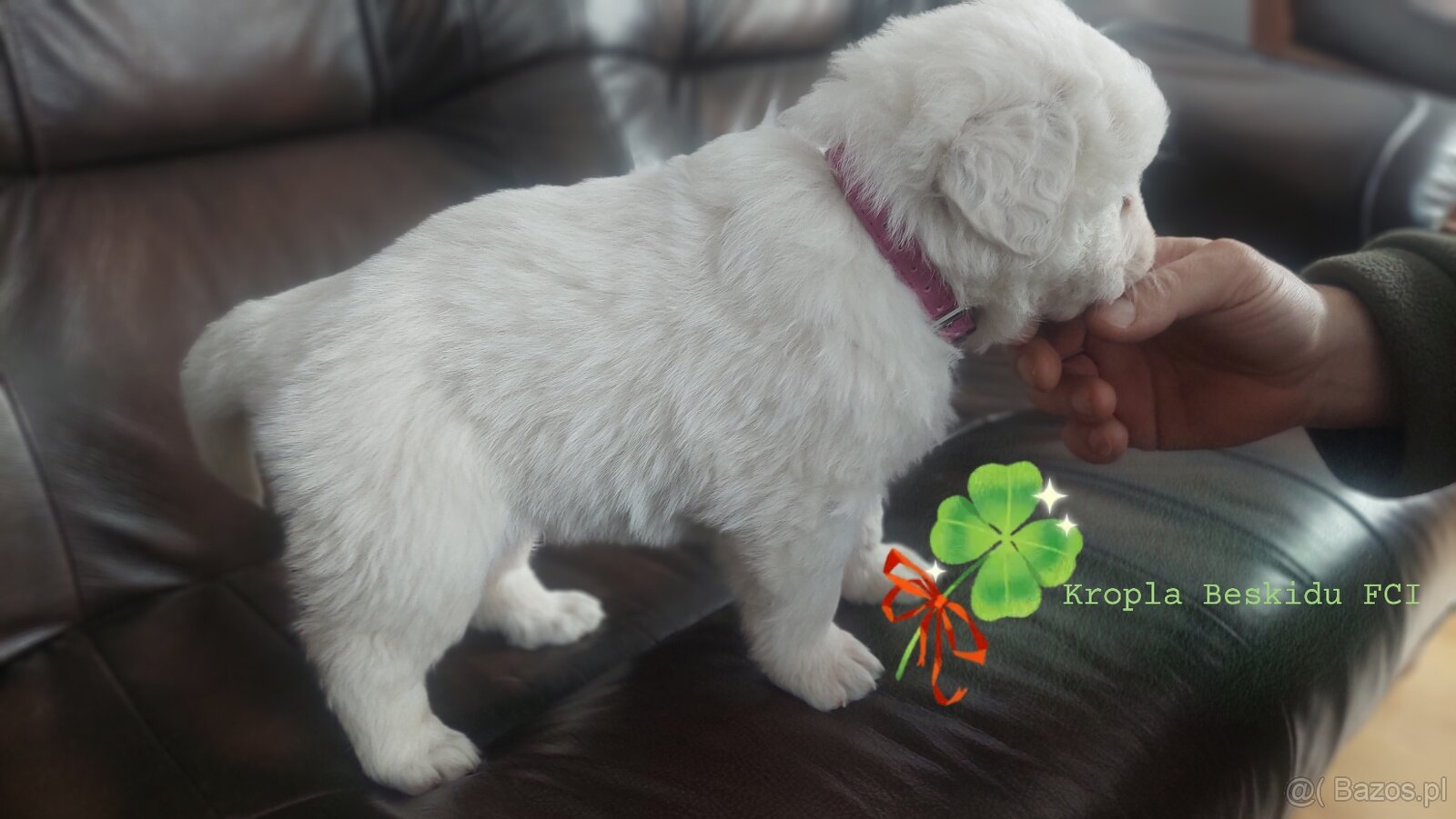 Polski Owczarek Podhalański FCI - 4