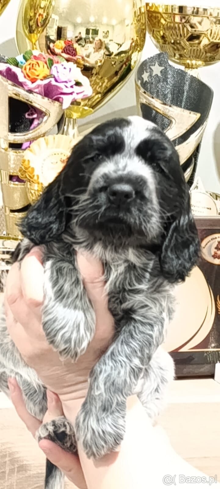 Cocker spaniel angielski - 4