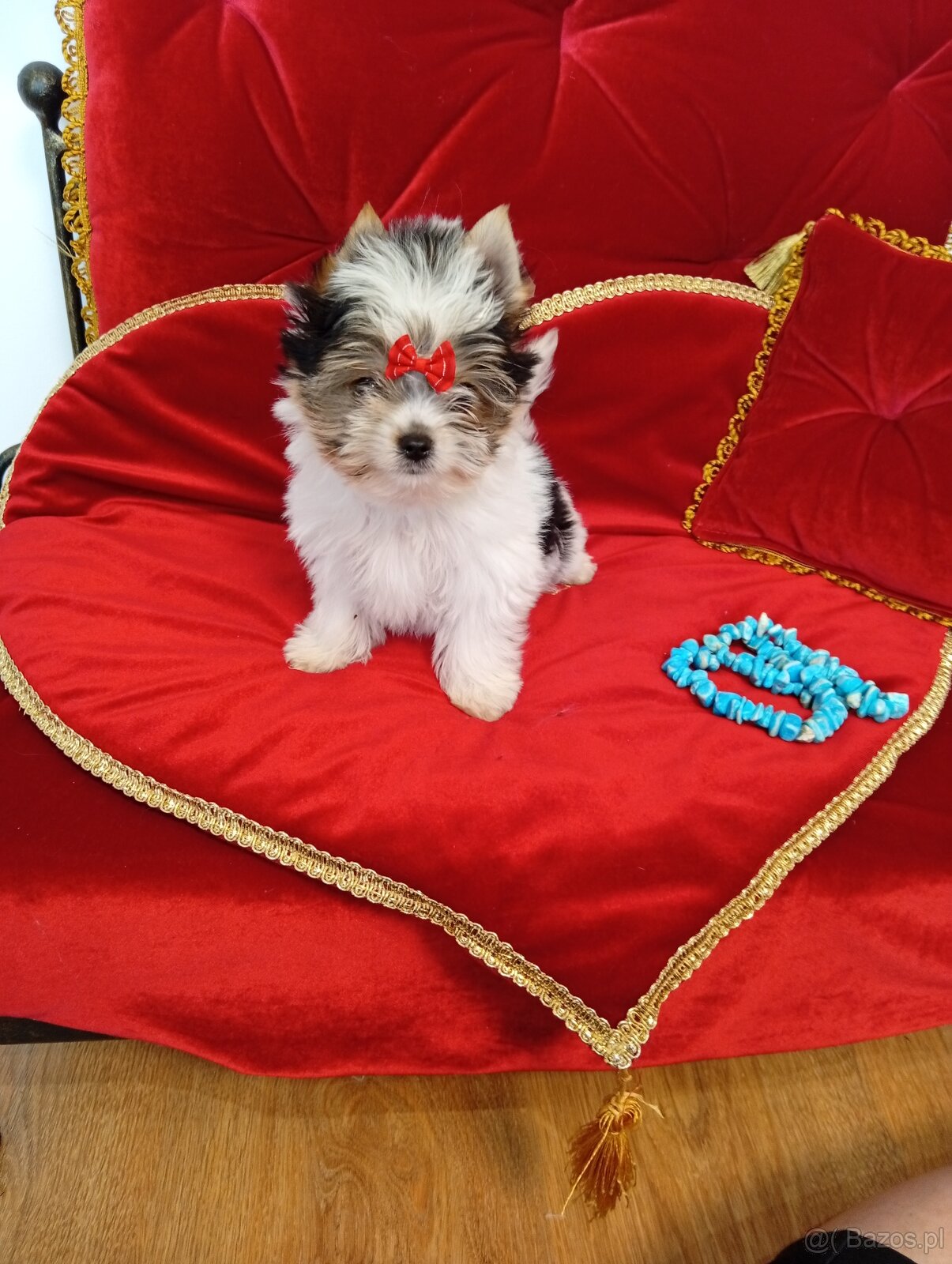 Mini suczka z metryką ZKwP/ FCI Biewer Yorkshire terrier. - 4