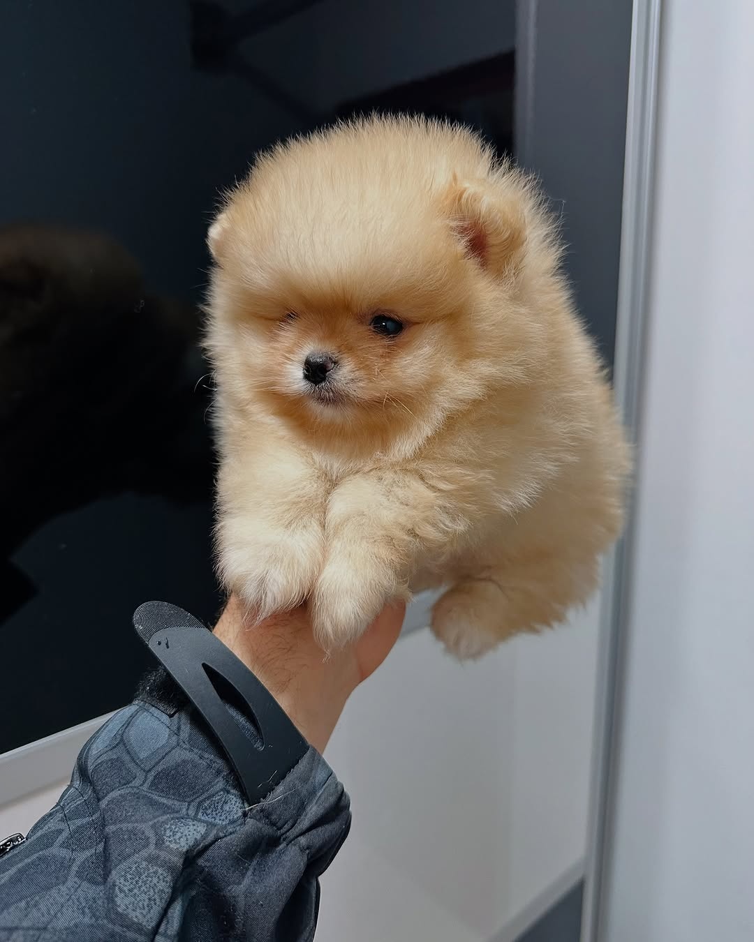 Szczenięta pomeraniana na sprzedaż - 4