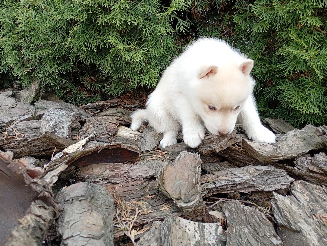 Siberian husky boy - 4