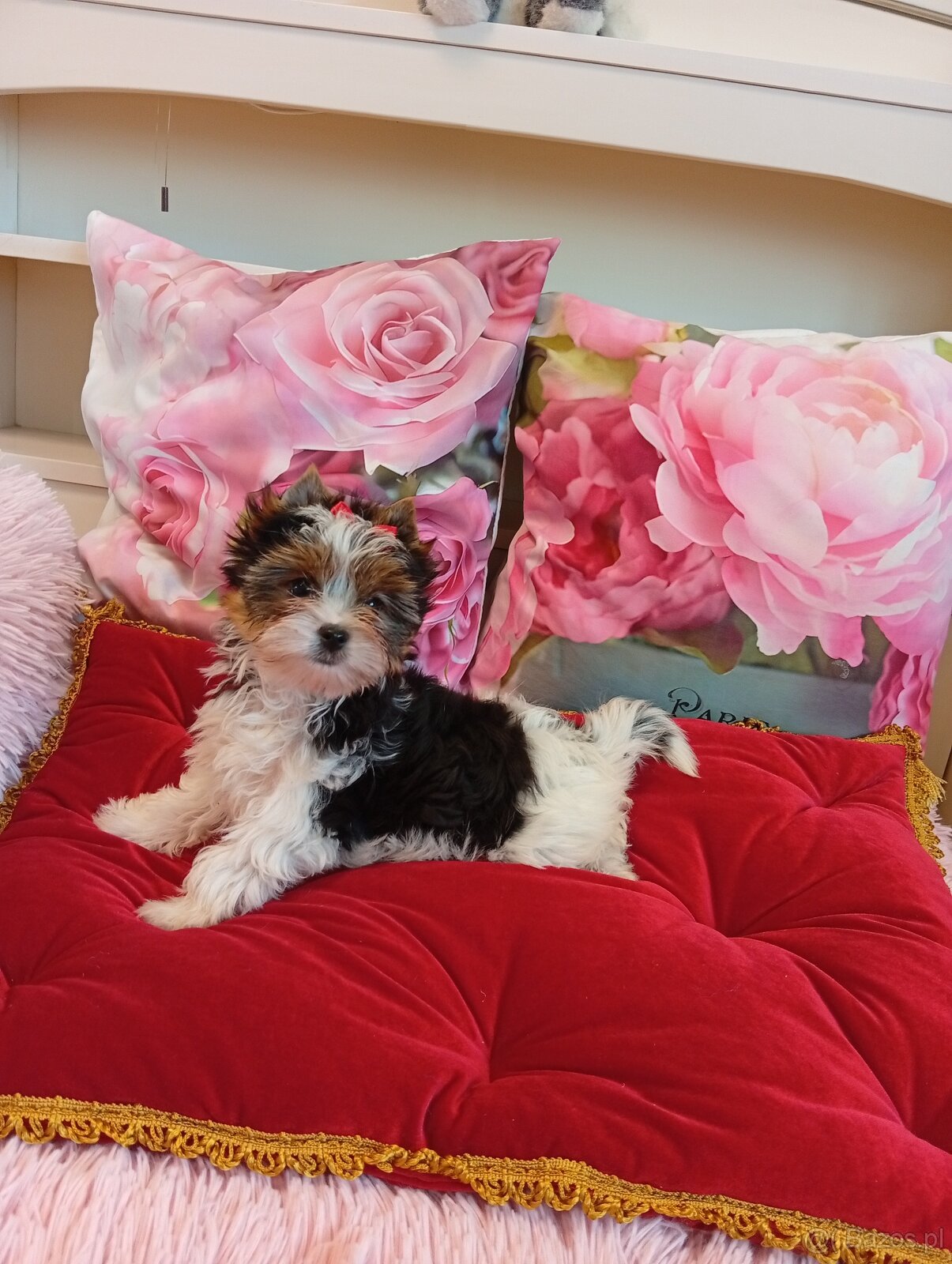 Biewer Yorkshire terrier z metryką ZKwP/FCI. - 4