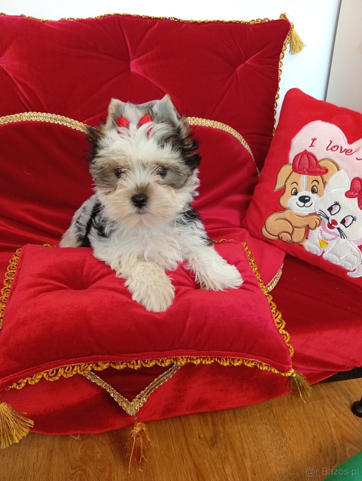 Suczka Coffi z metryką ZKwP/ FCI.Biewer Yorkshire terrier - 4