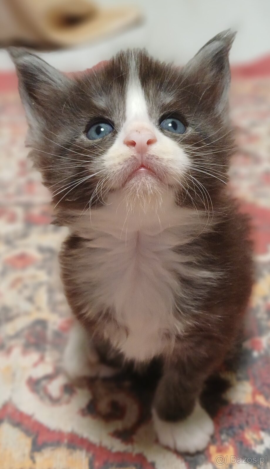 Maine Coon kocurek rodowód fpl - 4