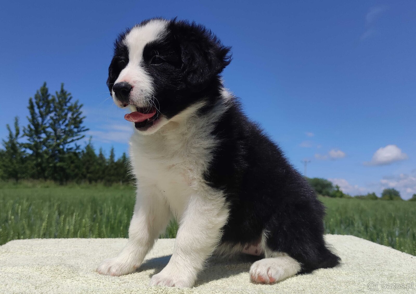 Piękna rasowa suczka - Border Collie z pełną dok. - 4